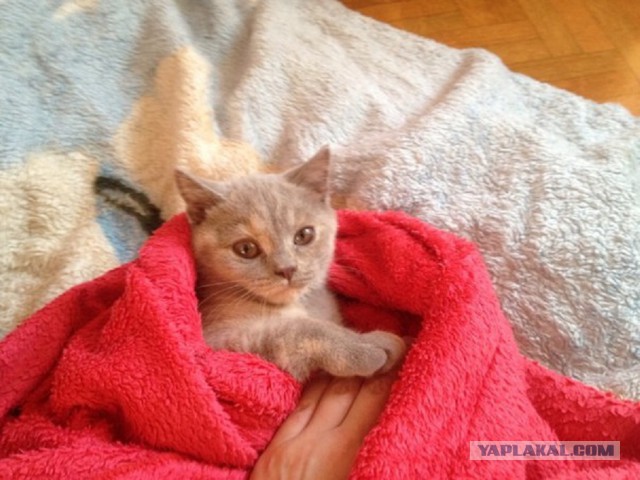 Котовторник 4.02.2014