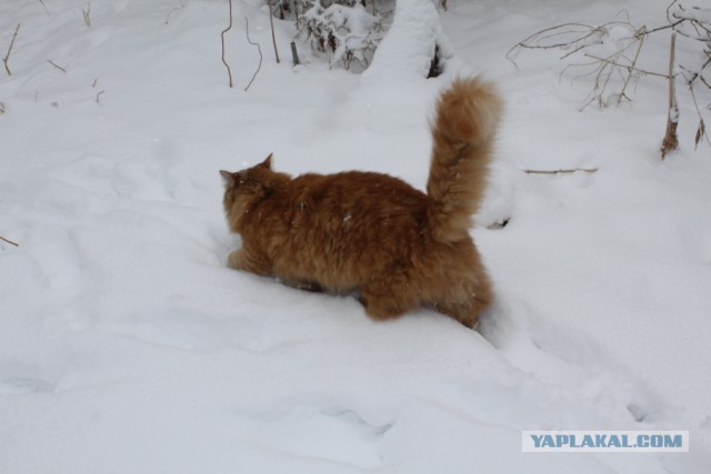 Котовторник 25.02.2014