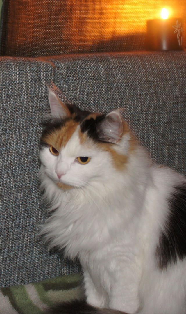 Котовторник 6.05.2014