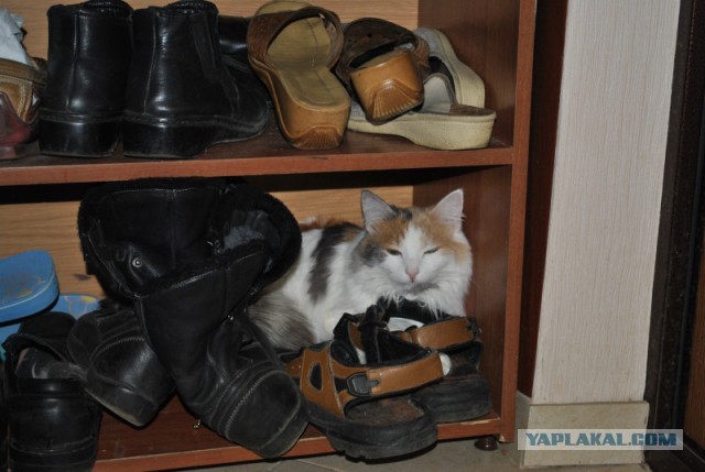 Котовторник 12.03.13