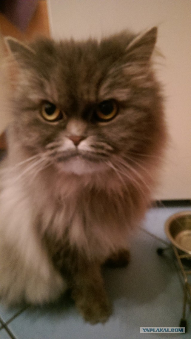 Котовторник 25.11.2014