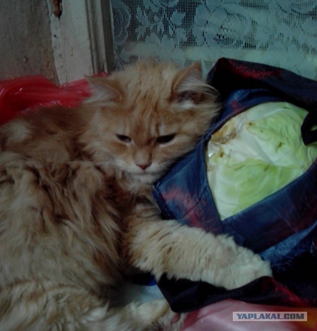 Котовторник 06.01.2015