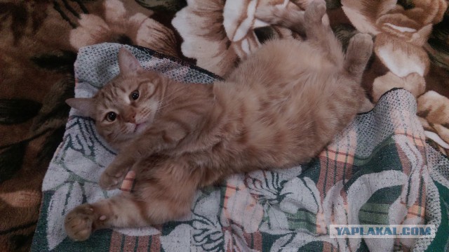 Моим котам