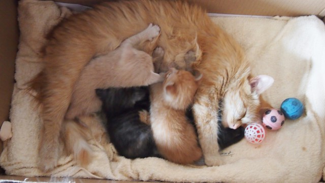 Котовторник 7.07.2015