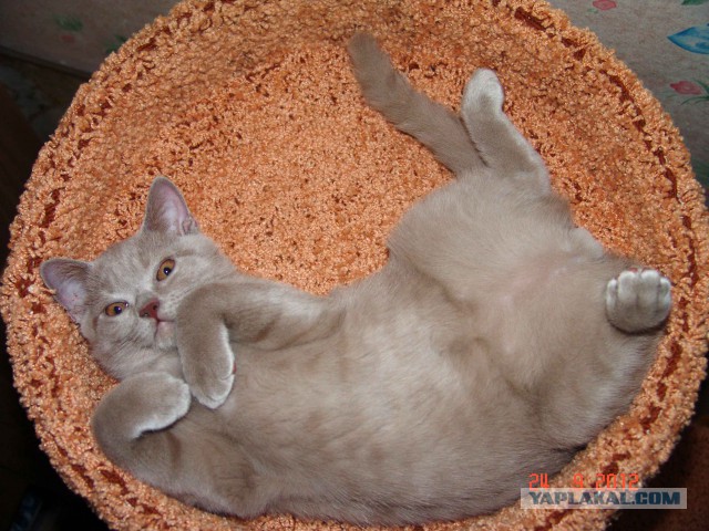 Котовторник