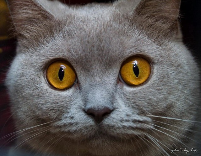 Коты, кошки, котята
