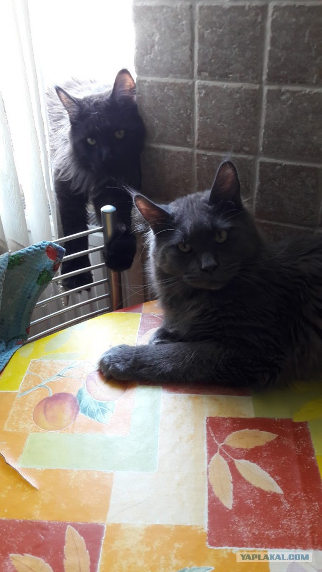 Фастфуд-пикник на день рождения ЯПа