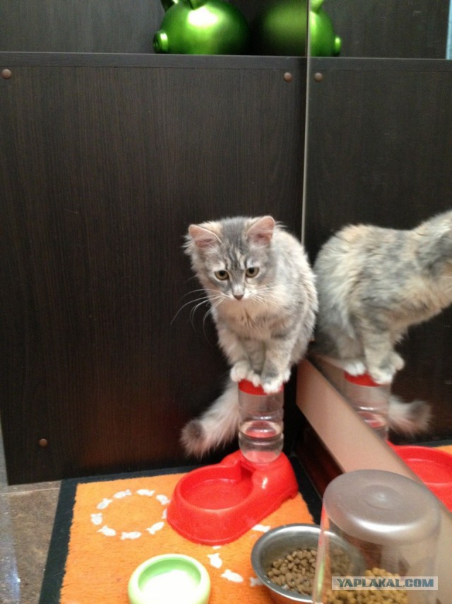 Котовторник 17.05.2016