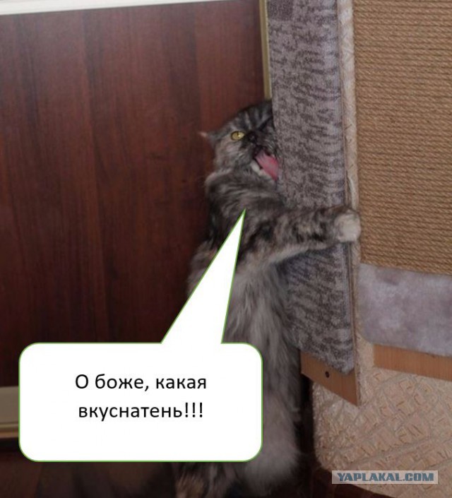 Кухня (кулинарное и околокулинарное общение)