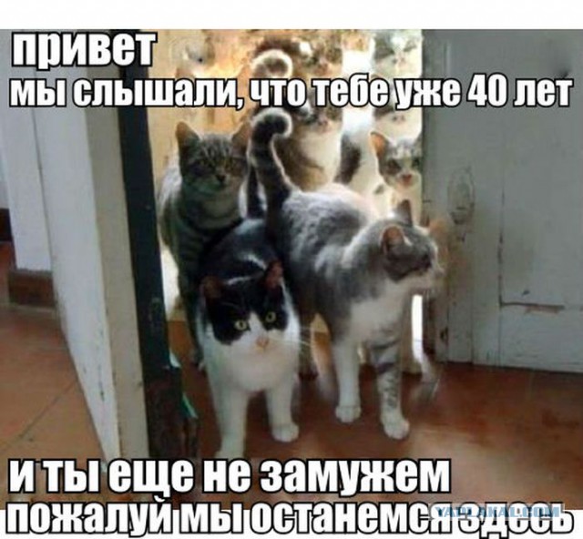 Женщина с двенадцатью кошками