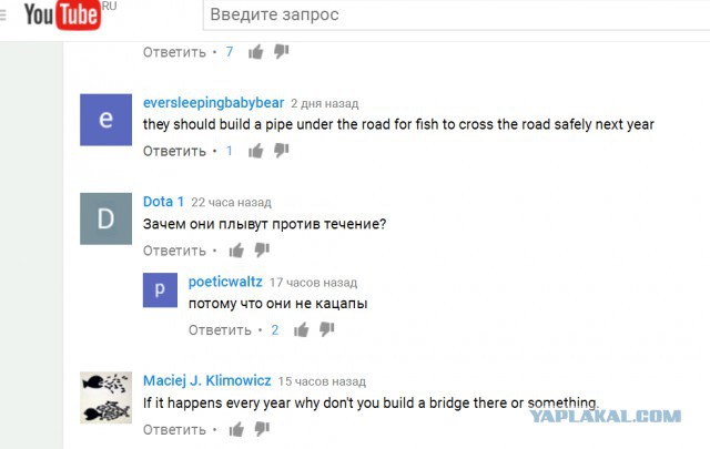Лососи научились "переходить" дорогу
