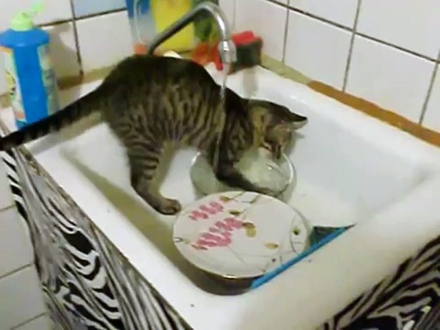 Коты из сети