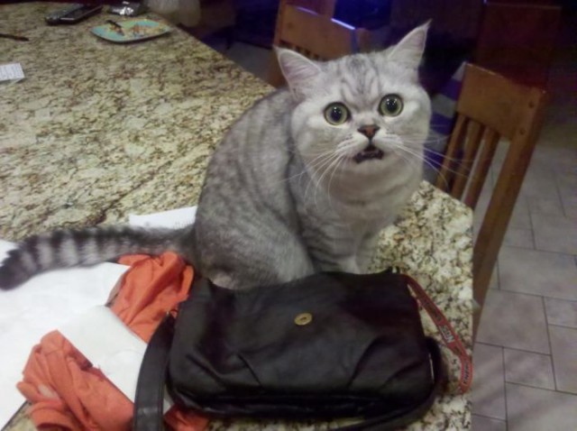 Коты из сети
