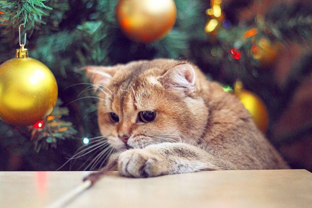 Коты из сети