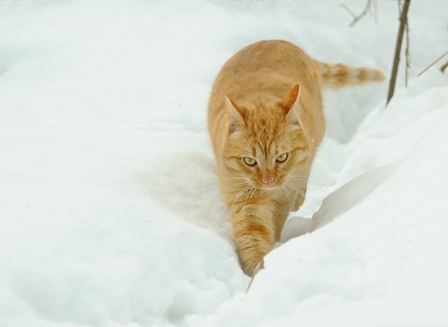 Котовторник  14.02.2017