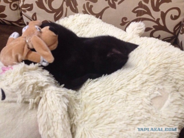 Котовторник 28.02.2017