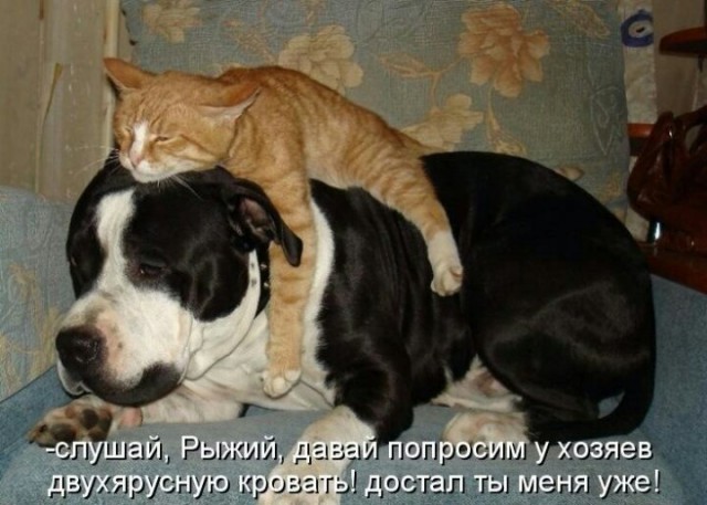 Самые смешные животные