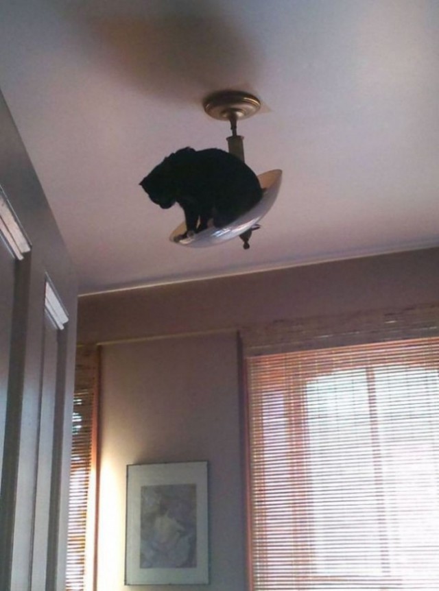 Коты и Кошки