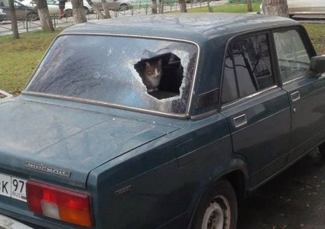 Подборка безудержного веселья