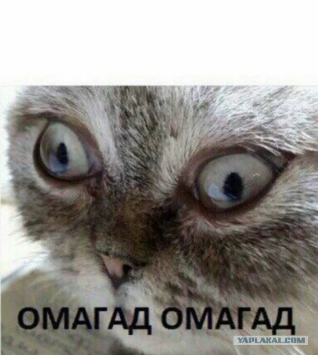 Как я коту вход в туалет пропилил