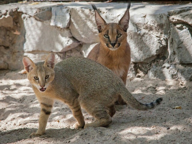В Новосибирске кошки выкормили детёнышей сервала и каракала