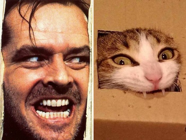Коты и Кошки