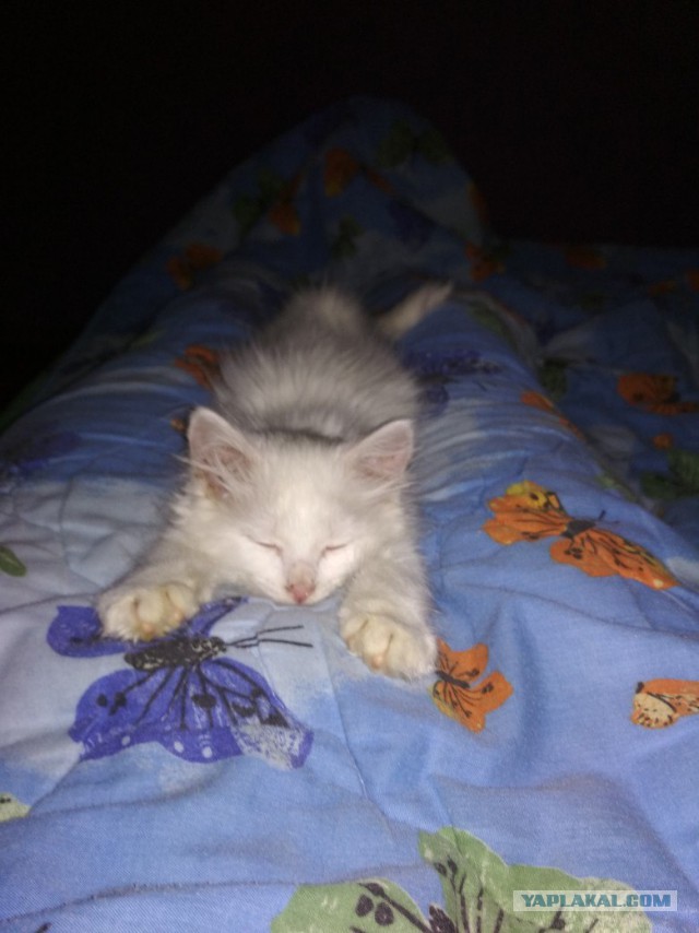 Котовторник  14.11.2017
