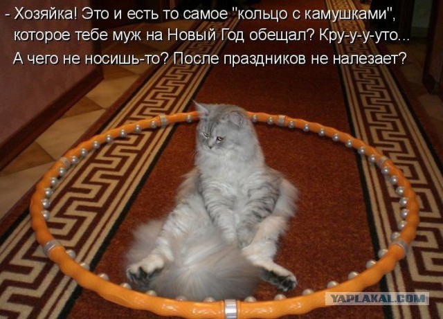 Котовторник!
