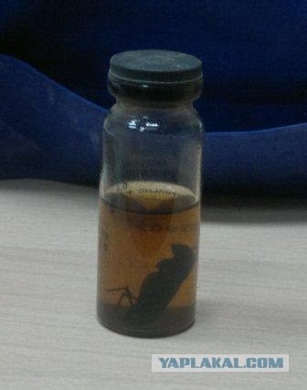 В человеке чего только не найдешь