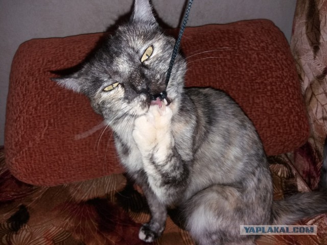 Котовторник 9.01.2018