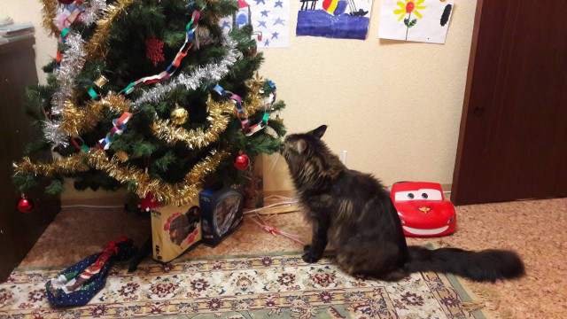 Котовторник 9.01.2018