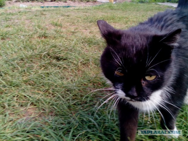 Котовторник 16.01.2018
