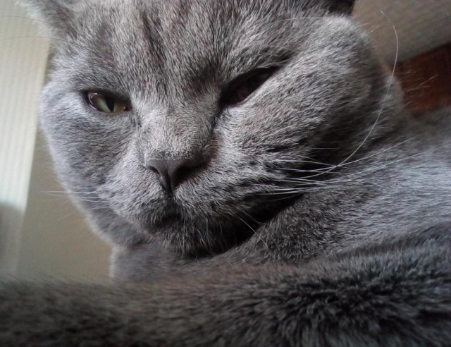 Котовторник 05.06.2018