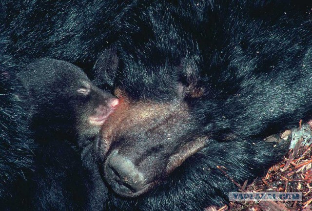 Что происходит с организмом медведя во время спячки?