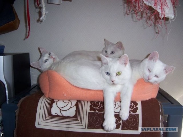Котопятница