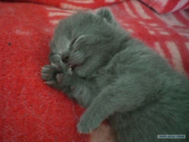 Котовторник 25.01.2011