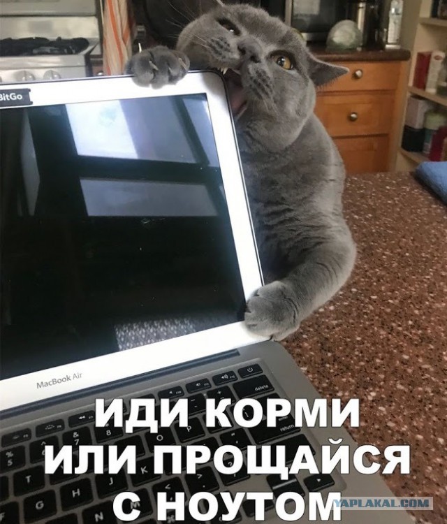 Прикольных котов пост