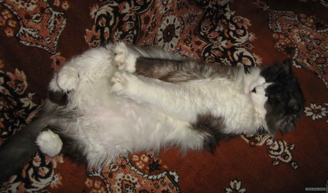 Котовторник, для любителей кошек