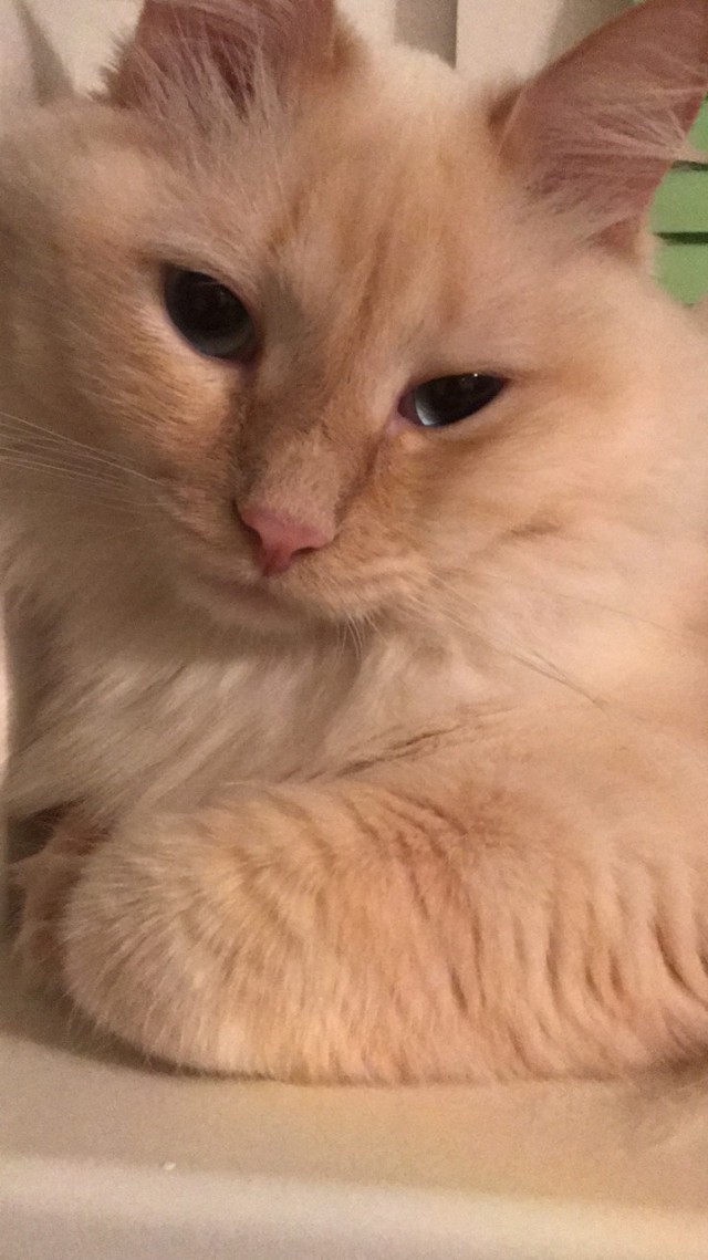 Для чего созданы коты