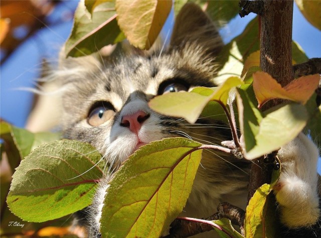 Котовторник 1.11.11