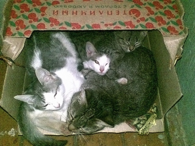 Сколько котэв в коробке?