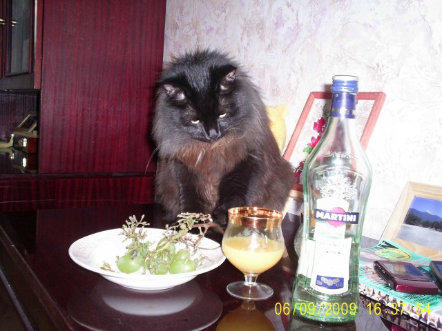 Котовторник (10.01.2012)