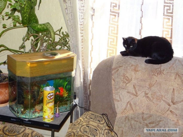 Котовторник (24. 01. 2012 )