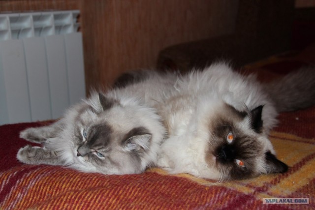 Котовторник (14.02.2012)