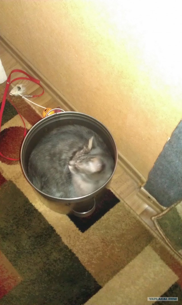 КОТОВТОРНИК (6.03.2012)