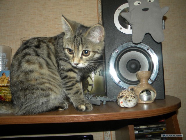 Котовторник! 13.03.2012