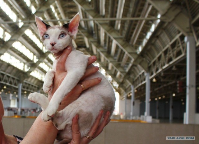 Котовторник 22.05.2012