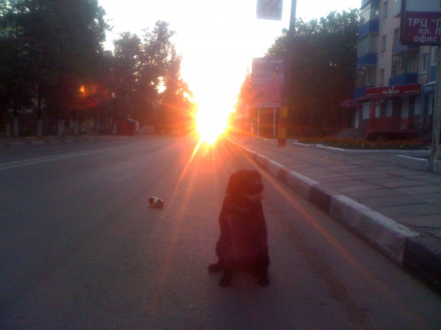 Собакочетверг 12.07.2012