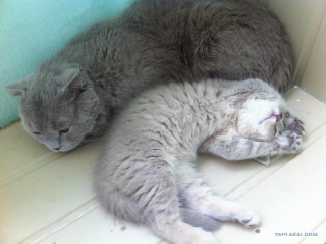 Котовторник 07.08.2012