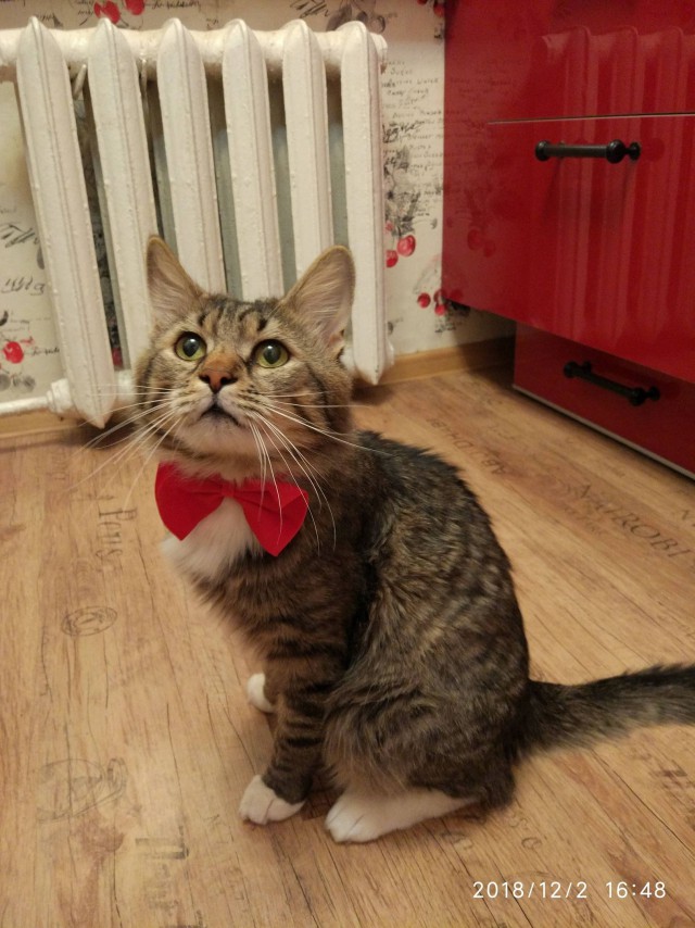 Прикольных котов пост